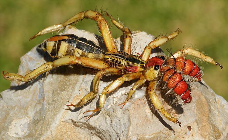 camel spiders